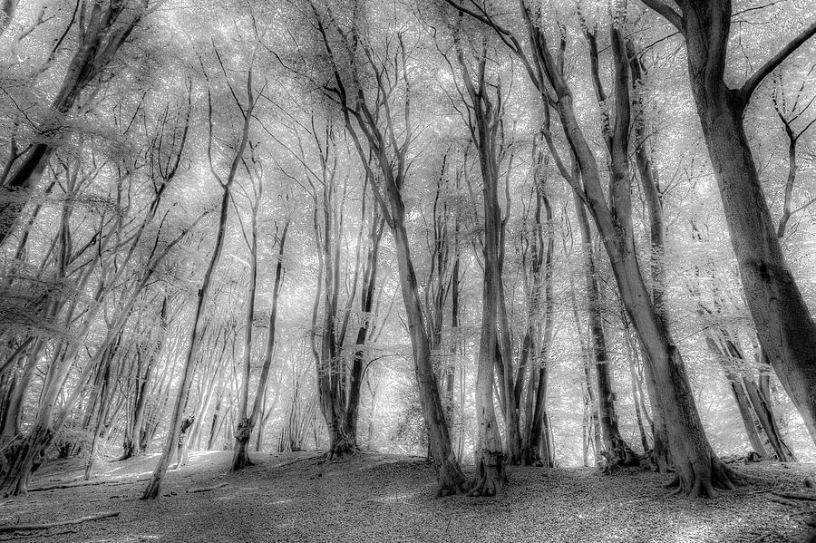 The Ghostly Forest Photograph by David Pyatt