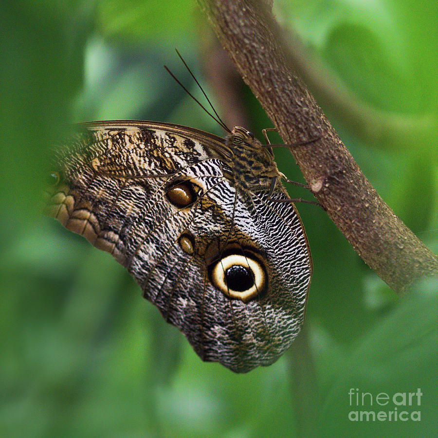 10997 The Giant Owl Butterfly Photograph by Colin Hunt