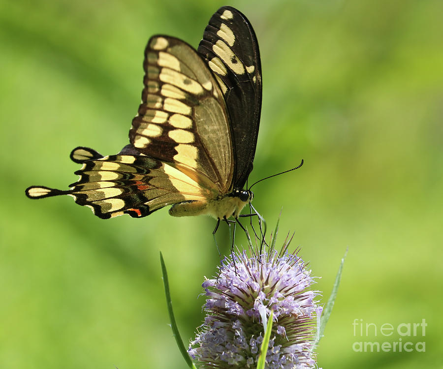 The Giant Swallowtail Photograph by Anita Oakley