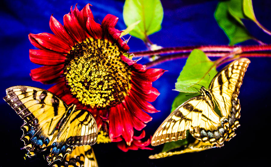 The gift of butterflys Photograph by Gerald Kloss