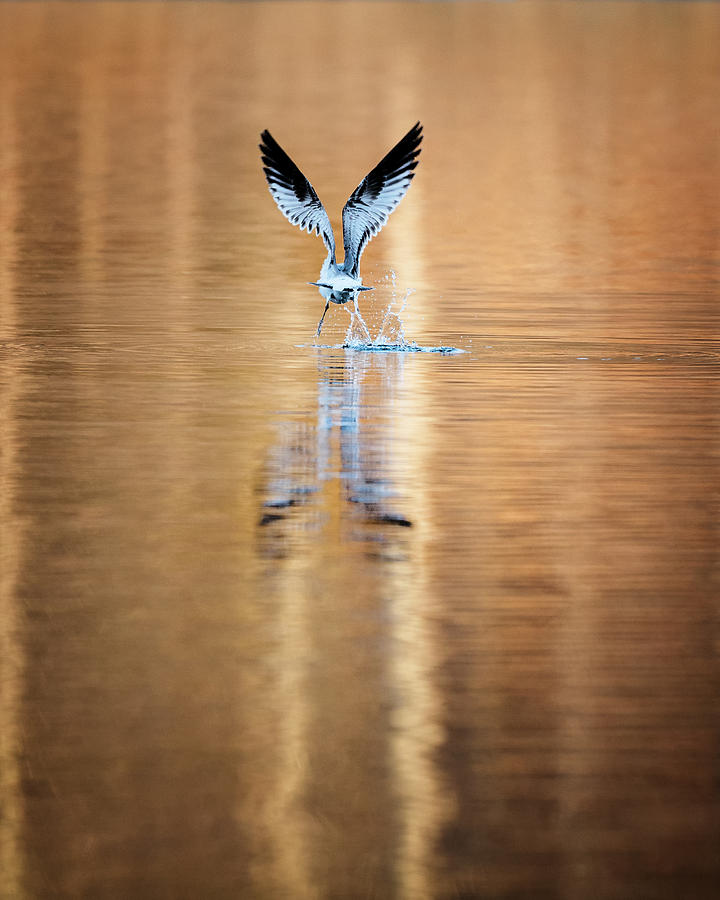 The Gift of Flight Photograph by Bill Wakeley