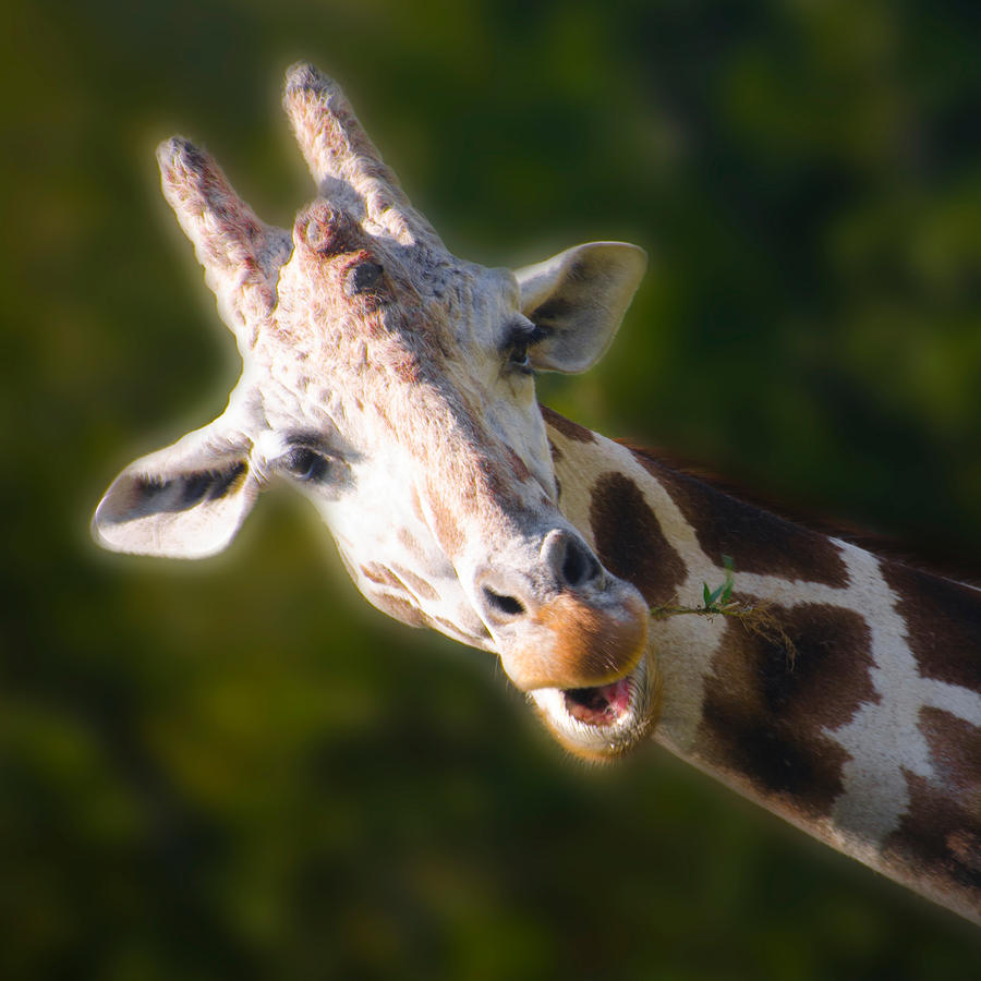 The Giraffe Photograph by Bill Cannon
