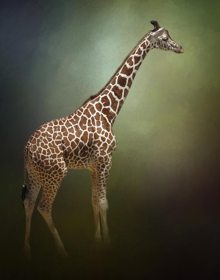The Giraffe Photograph by David and Carol Kelly