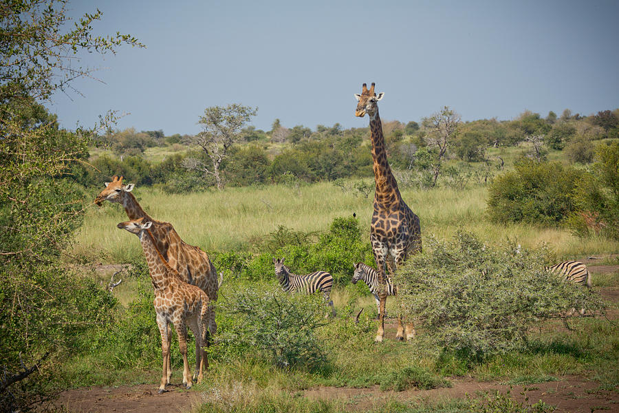 The Giraffe Family 1 Photograph by Harlan Thompson - Fine Art America