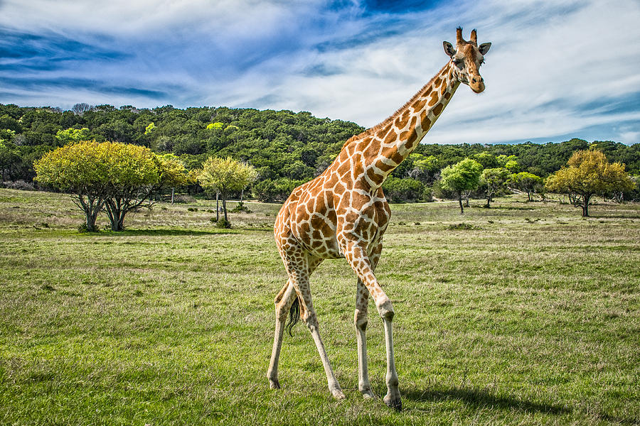 The Giraffe Photograph by Janis Knight