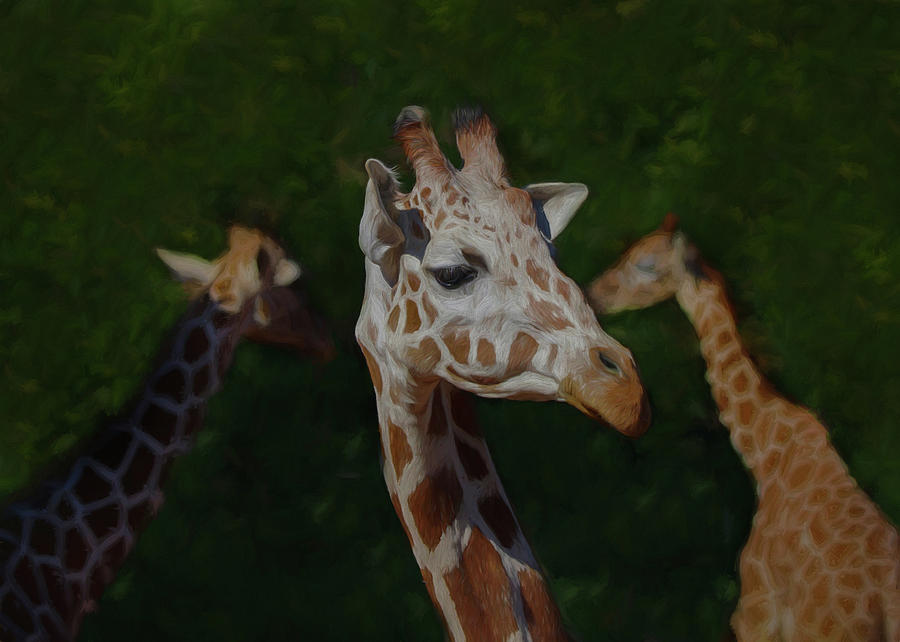 The Giraffes Digital Art by Ernest Echols