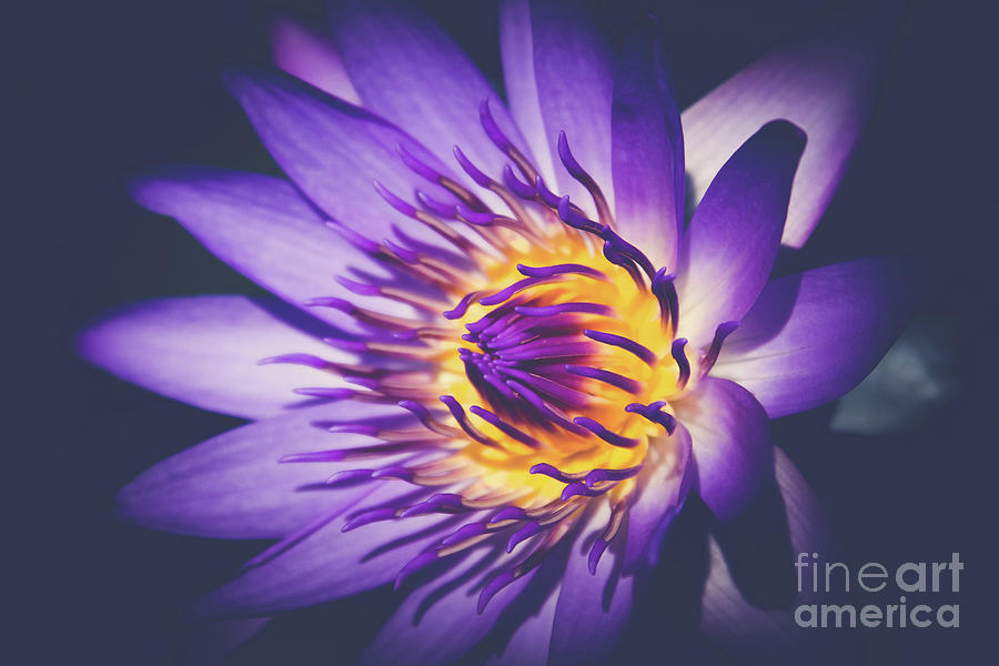 Flower Photograph - The Giver of Stars by Sharon Mau