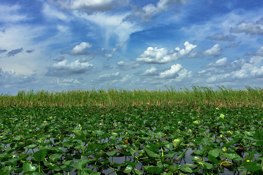 The Glades Photograph by Jodi Lyn Jones - Fine Art America