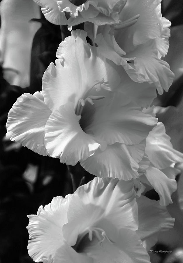 Flower Photograph - The Gladiolus In Black And White by Jeanette C Landstrom