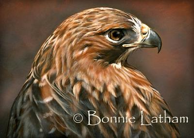 Miniature Painting - The Glance - Red Tailed Hawk by Bonnie Latham Miniature Painting - The Glance - Red Tailed Hawk by Bonnie Latham