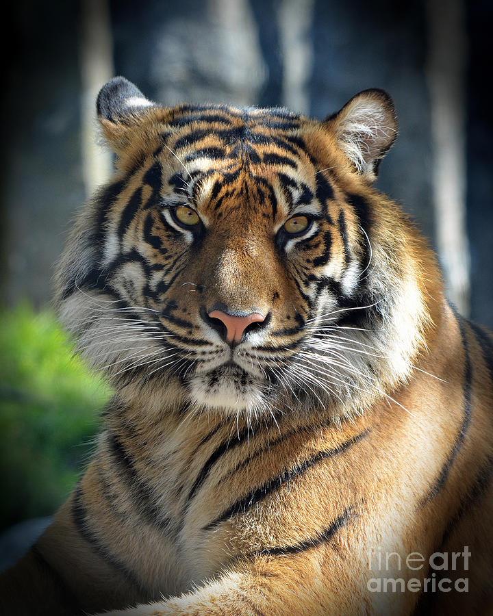 The Glare of a Tiger Photograph by Jim Fitzpatrick