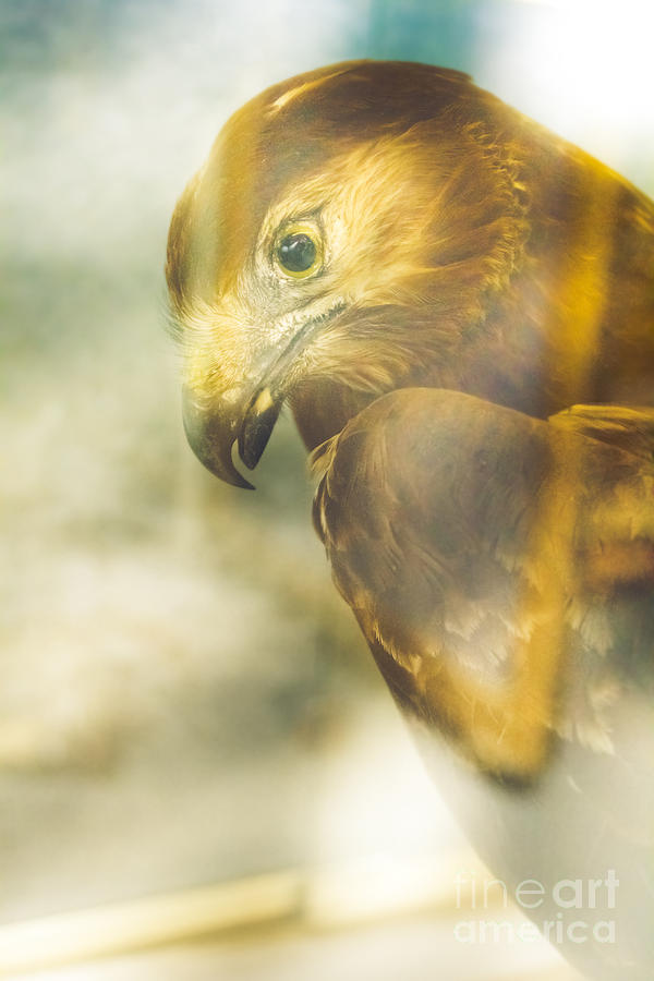 The glass case eagle Photograph by Jorgo Photography