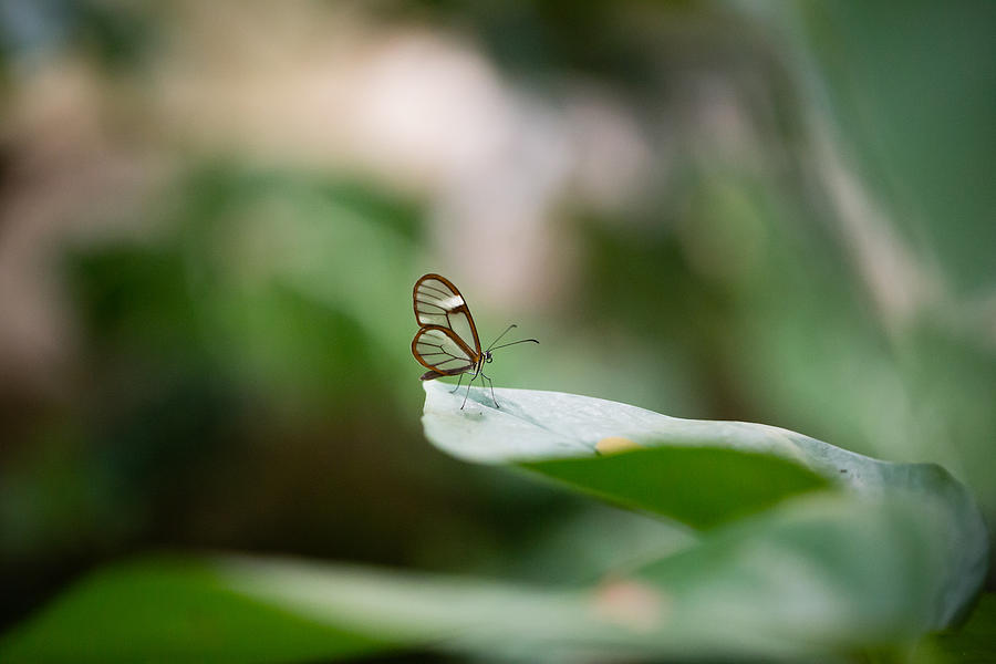 The Glasswing - Nymphalidae Transparent-winged Butterfly Photograph by Christy Cox