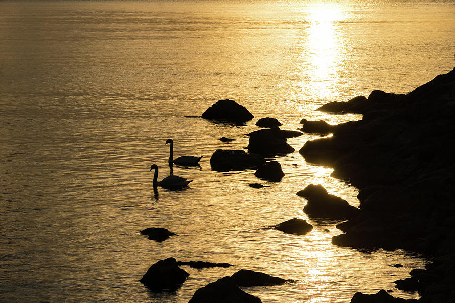 The Gliding Couple - Swans on Golden Liquid Silk Photograph by Georgia Mizuleva