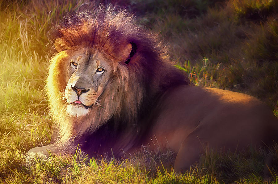 The glorious king  Photograph by Camille Lopez