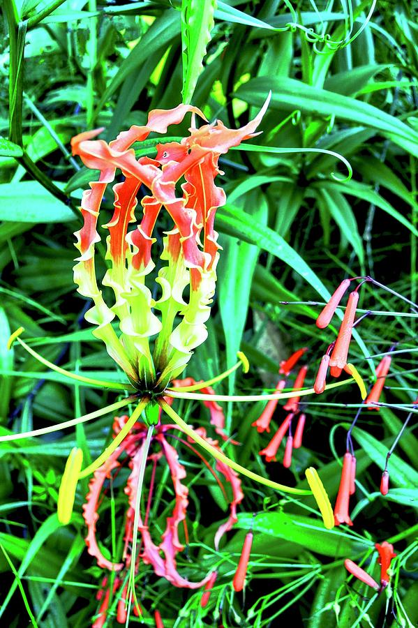 The Glory of the Gloriosa Lily Photograph by Kirsten Giving