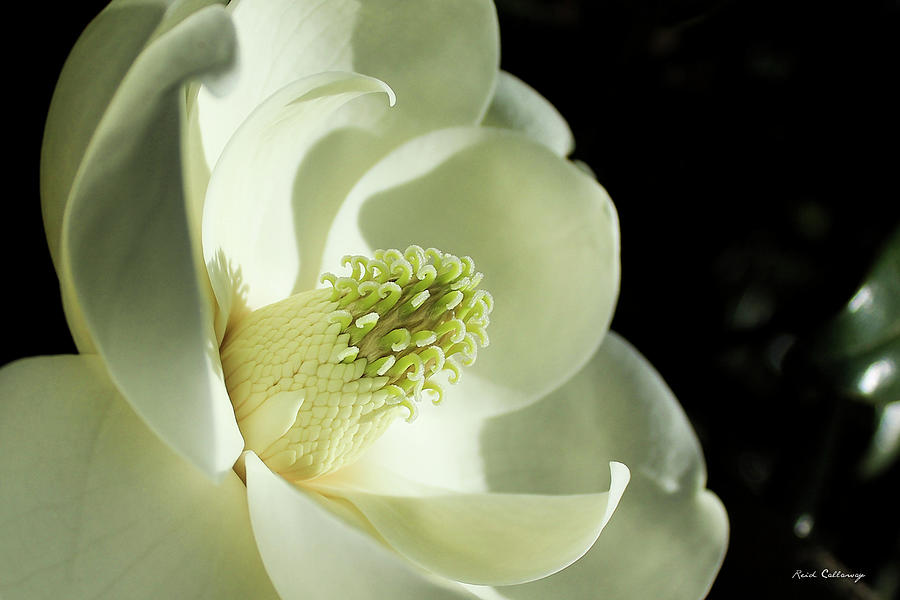 The Glow of Southern Beauty Magnolia Flower Art Photograph by Reid Callaway