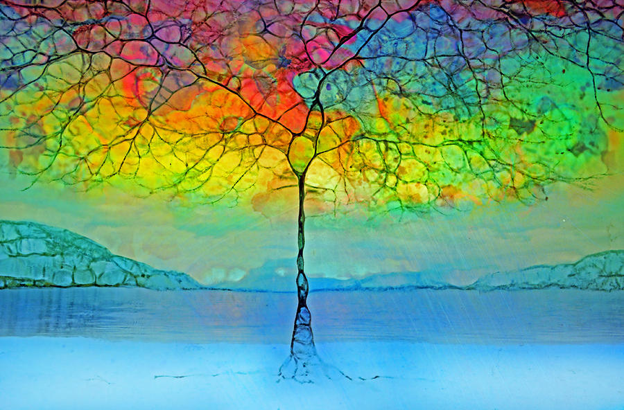 The Glow Tree Photograph by Tara Turner