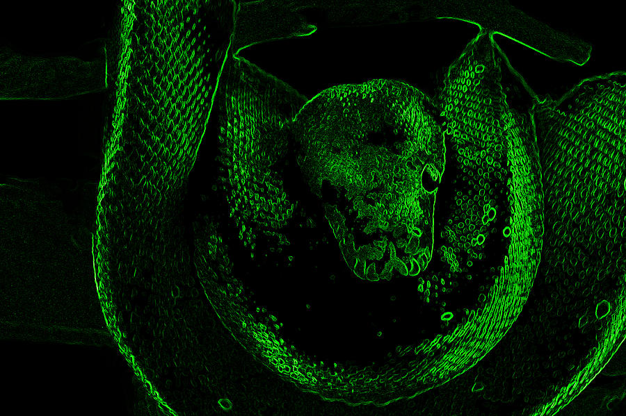 Snake Photograph - The Glowing Snake  by Miroslava Jurcik