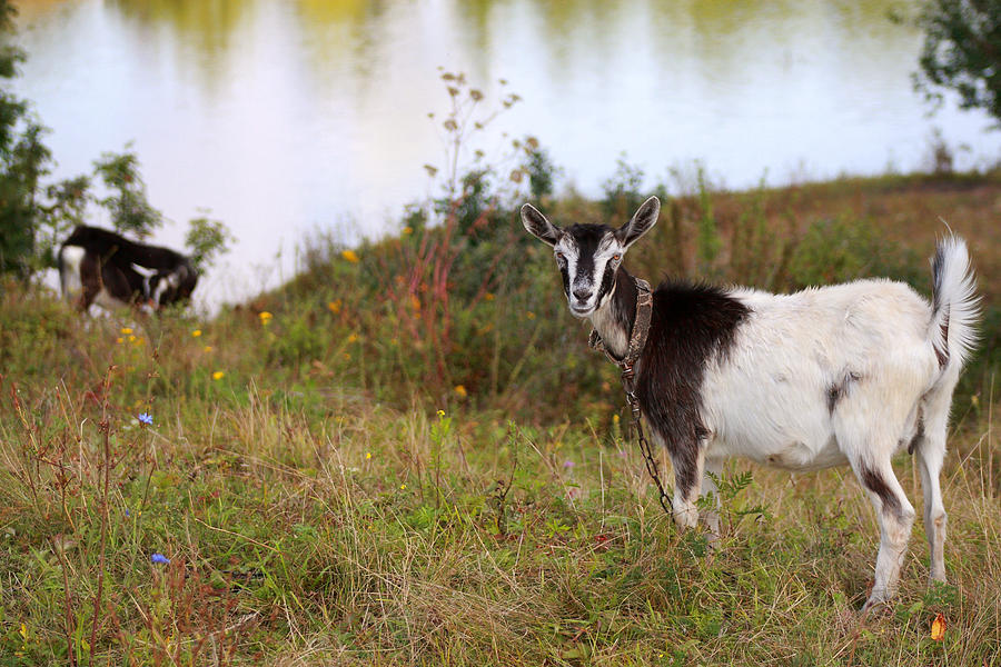 The Goat in a countryside. Capra aegagrus hircus Photograph by Svetlana Ledneva-Schukina