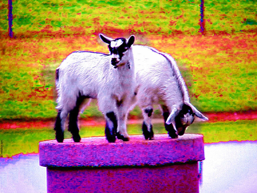 The Goats Photograph by Tim Mattox