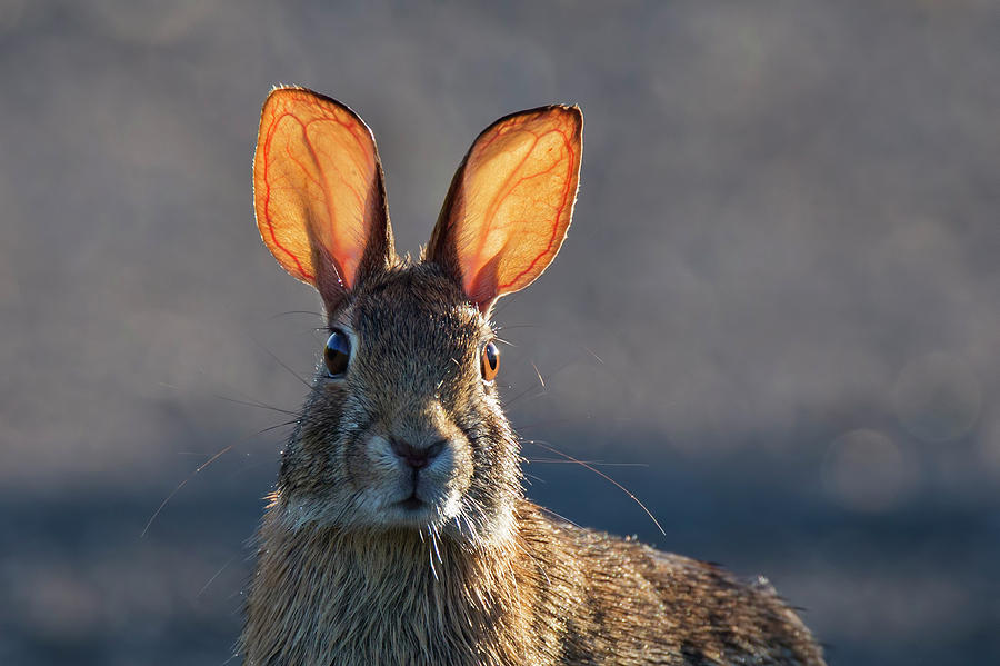 Wildlife Photograph - Golden ears bunny by Mircea Costina Photography