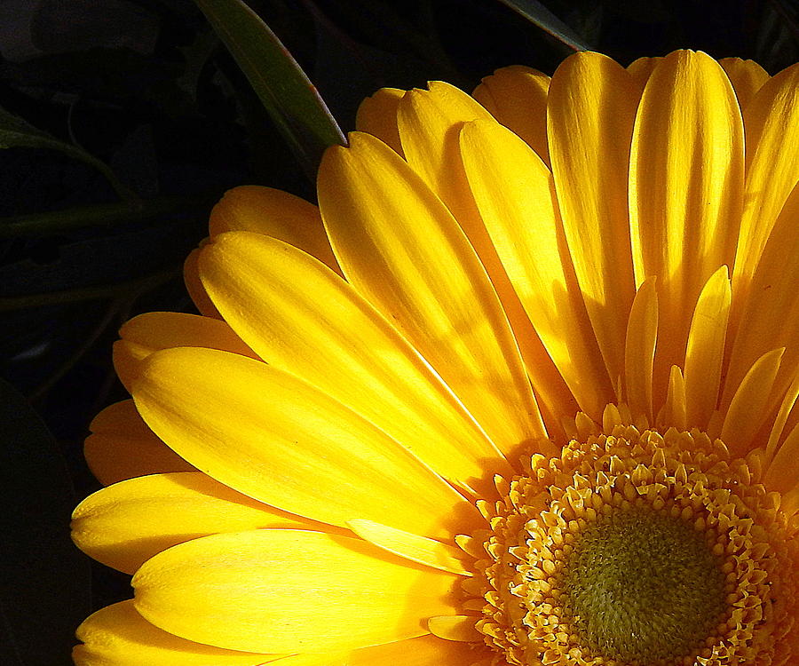 Daisy Photograph - The golden flower by Karen Cook