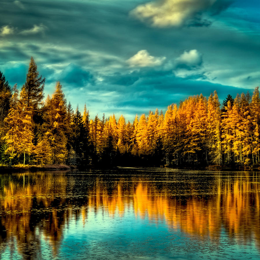 The Golden Forest Photograph by David Patterson