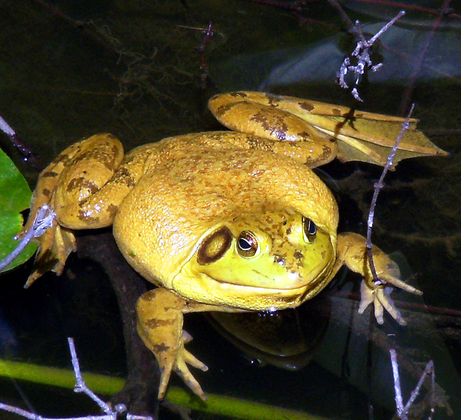 The Golden Frog Photograph by Mindy Newman