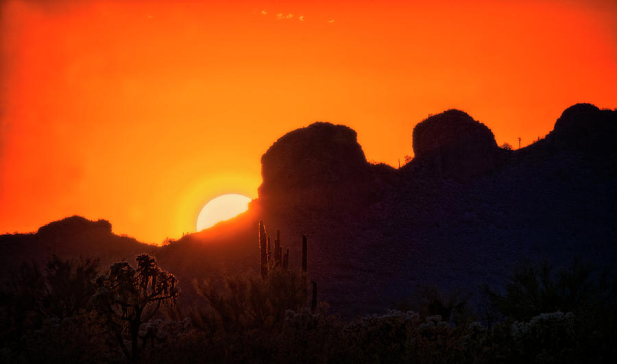 The Golden Light of the Sonoran Desert  Photograph by Saija Lehtonen