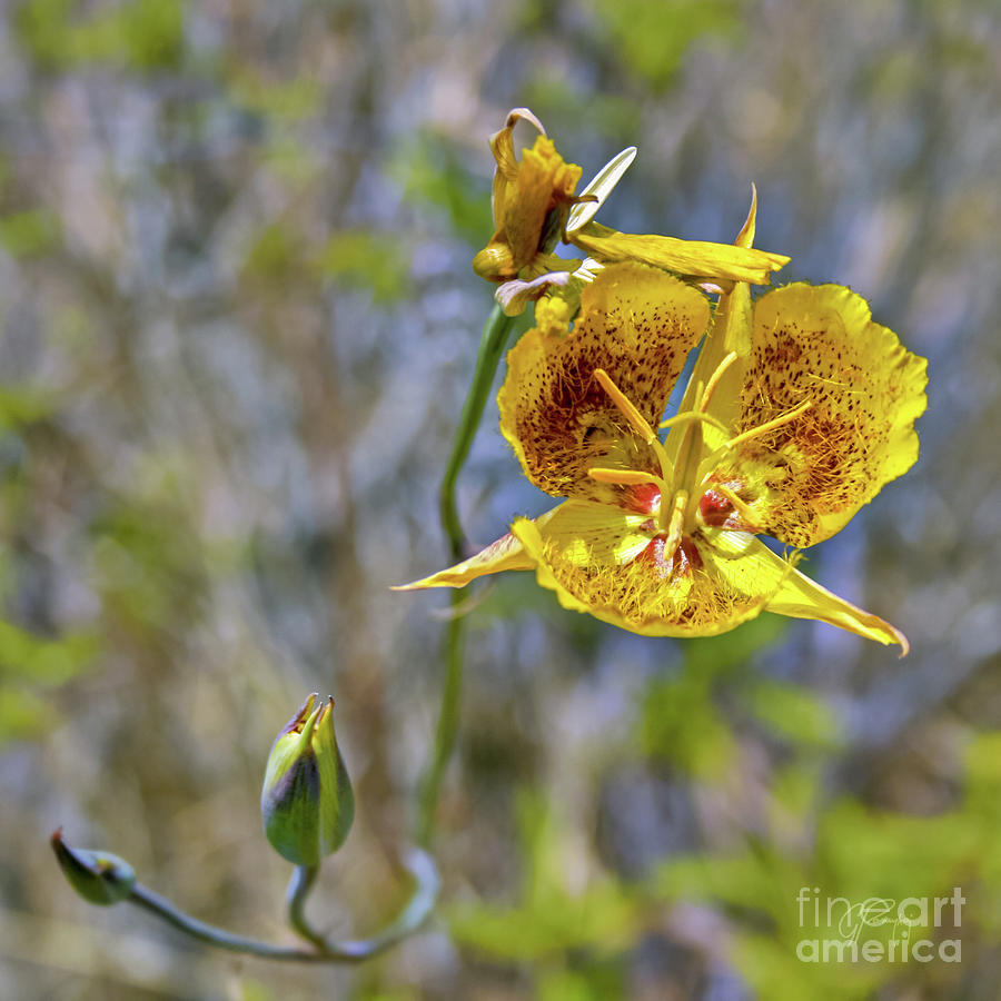 The Golden Mariposa Lily Photograph by Gabriele Pomykaj
