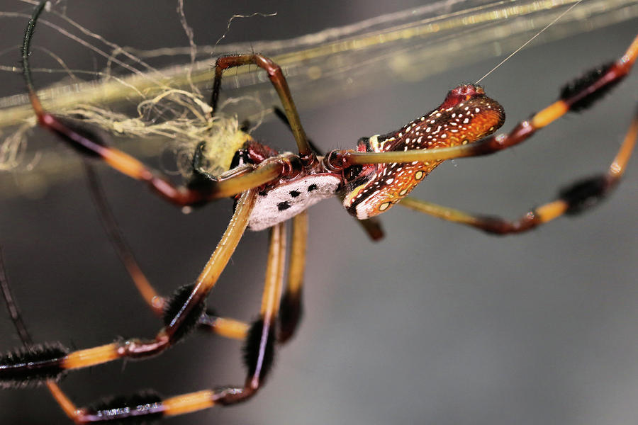 The Golden Orb Weaver Photograph by JC Findley
