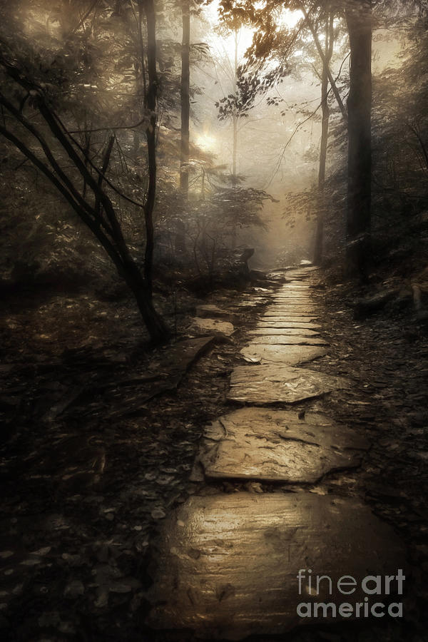 The Golden Path Photograph by Lori Deiter