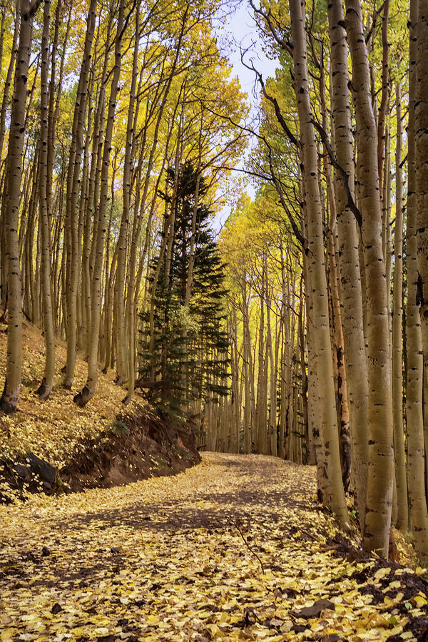 The Golden Path Through the Woods  Photograph by Saija Lehtonen