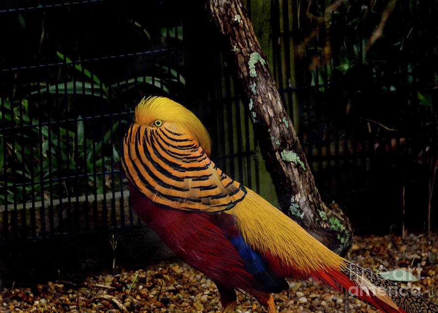 The Golden Pheasant or Chinese Pheasant -Atlanta GA, Zoo Photograph by Adrian De Leon Art and Photography