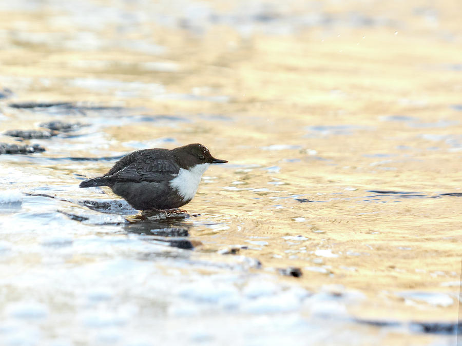 The Golden River. White-throated Dipper Photograph