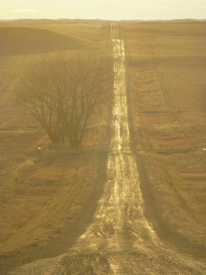 The Golden Road Photograph by Cris Fulton