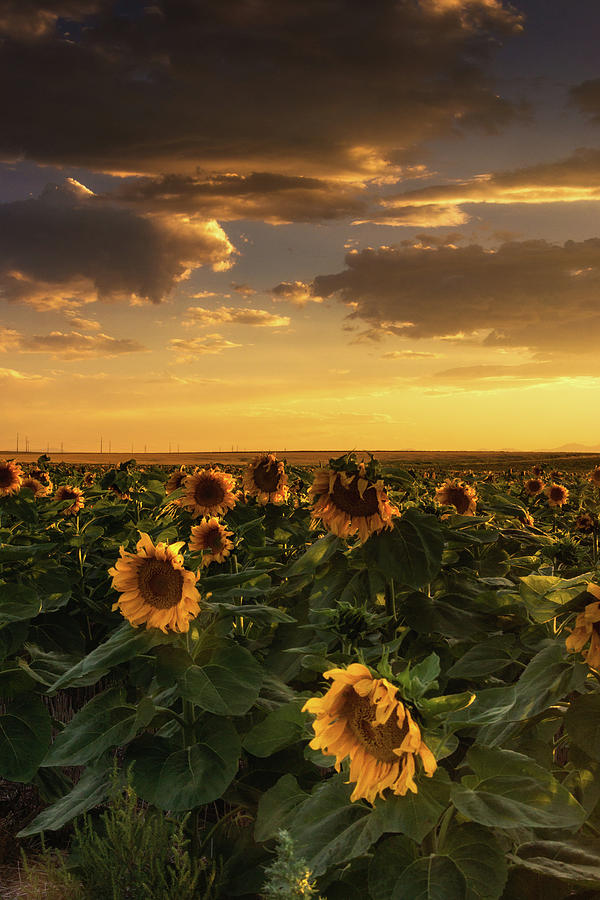 Denver Photograph - The Golden Sky by John De Bord