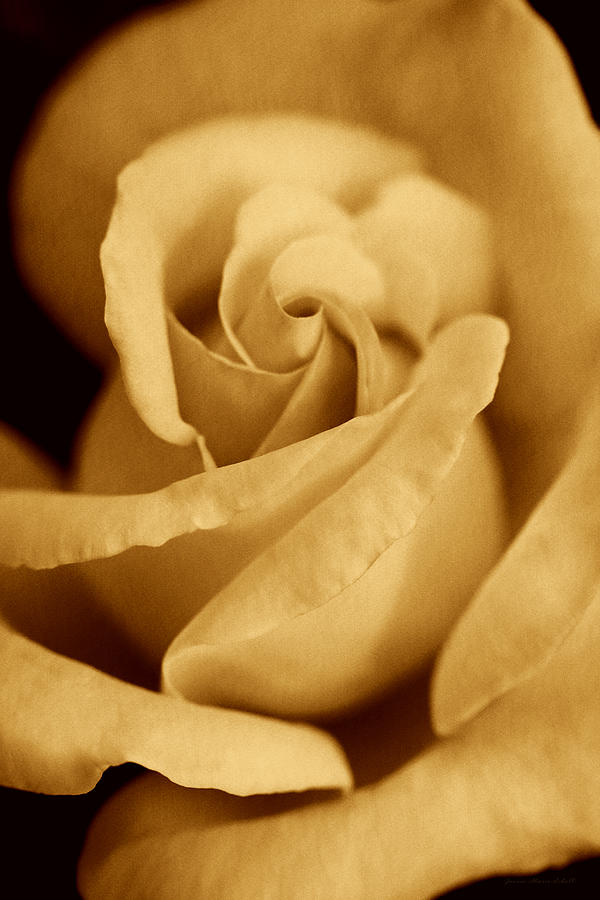 The Golden Vintage Rose Photograph by Jennie Marie Schell