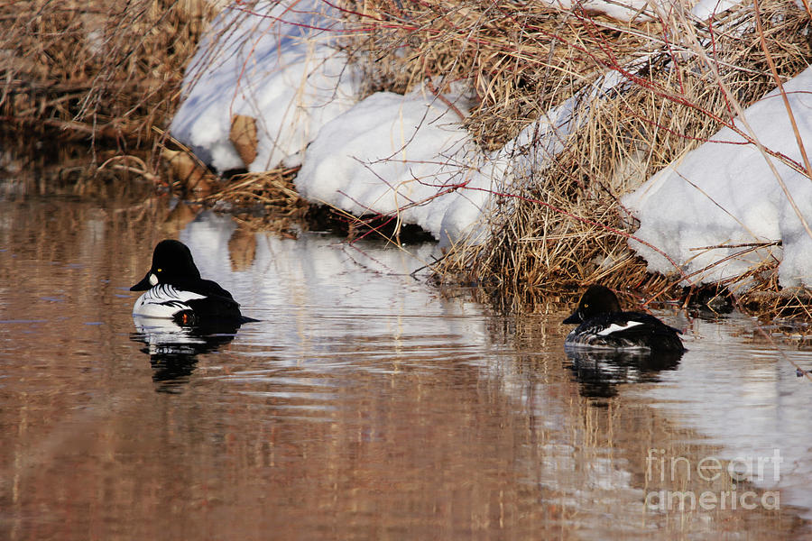 The Goldeneyes Photograph by Alyce Taylor