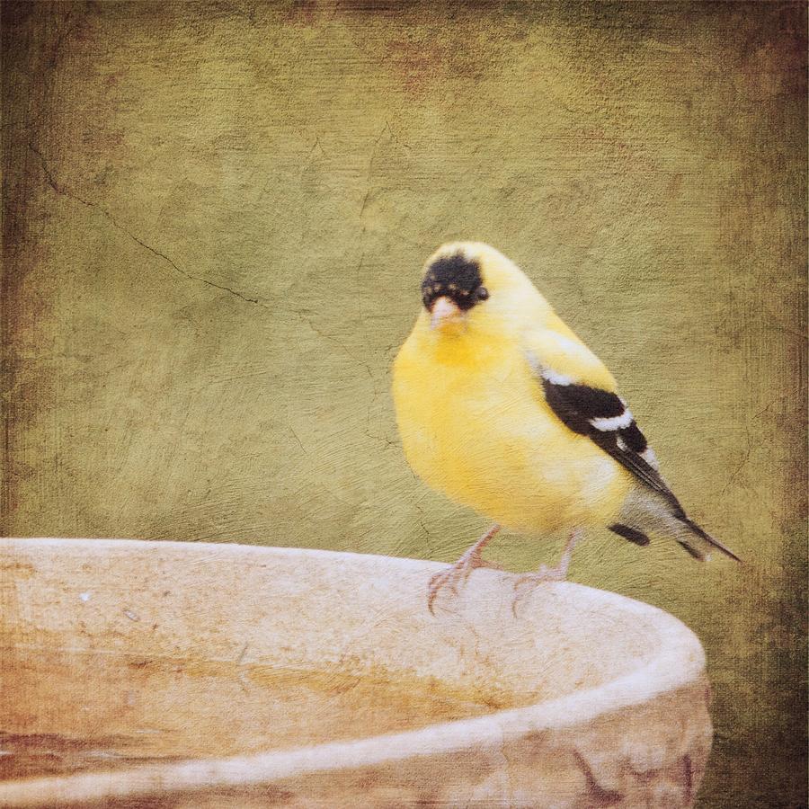 The Goldfinch Painting Effect Digital Art by Hermes Fine Art