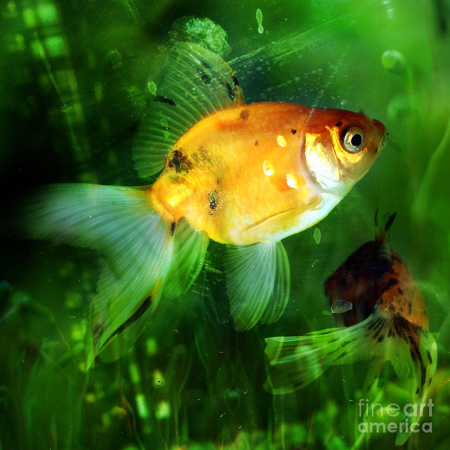 The Goldfish Photograph by Ang El - Fine Art America