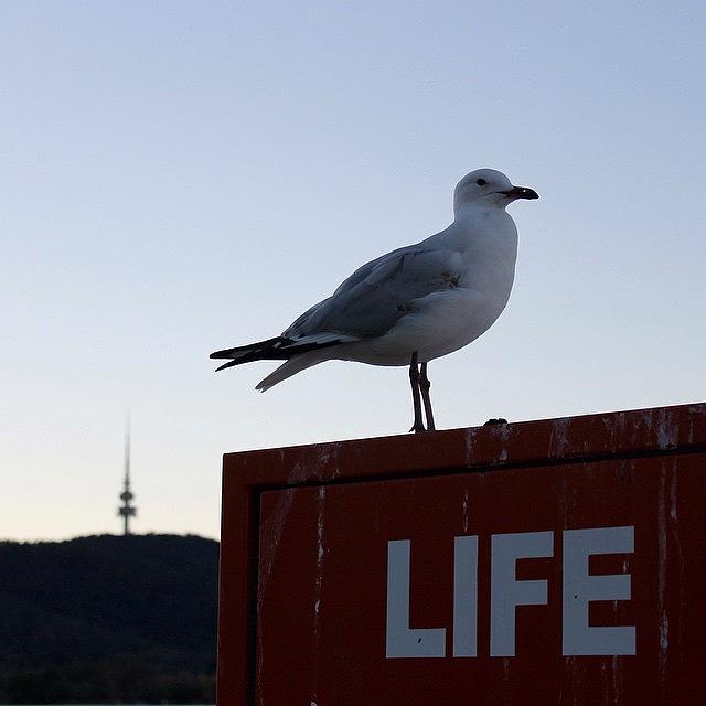 Seagull Photograph - The Good Life. #seagull #canberra by Anthony Croke