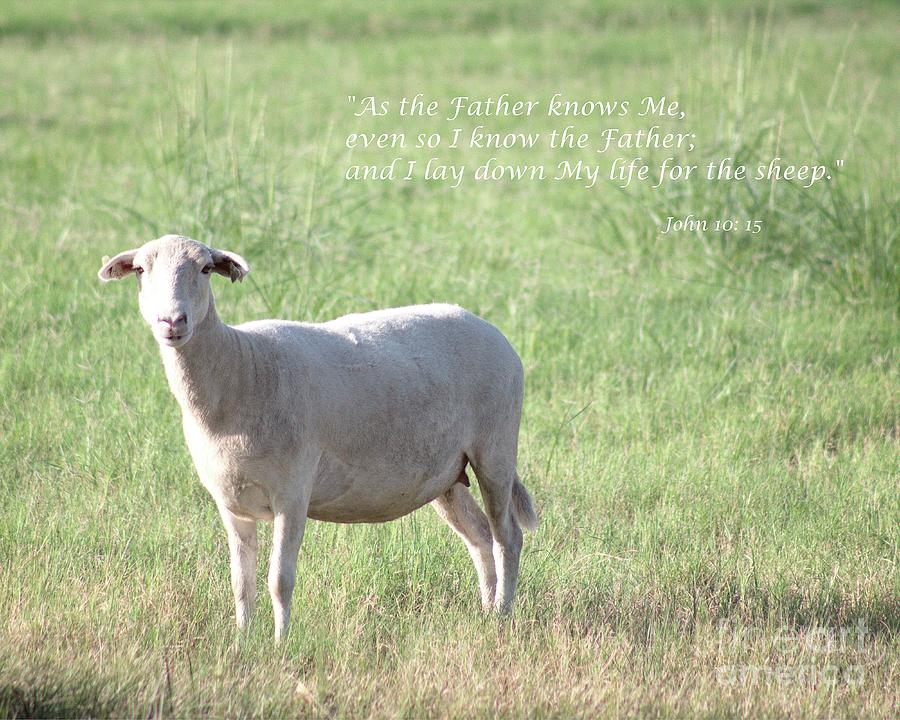 the Good Shepherd Photograph by Ella Kaye Dickey