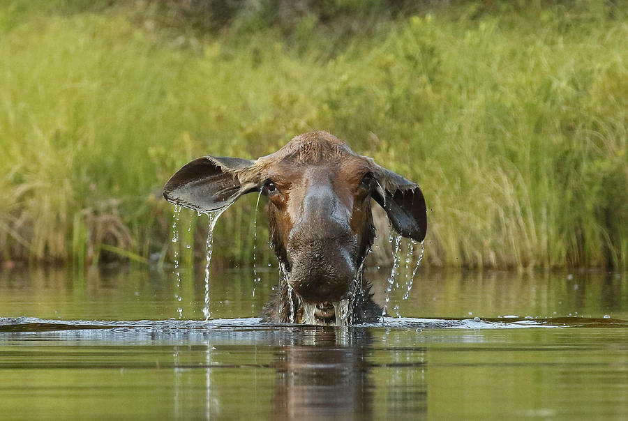 The Goofy Moose Photograph by Duane Cross