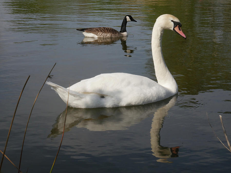 The Goose and Swan Photograph by James Golding