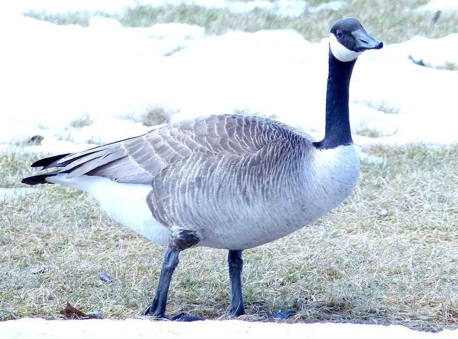 Canadian Goose Photograph by REA Gallery
