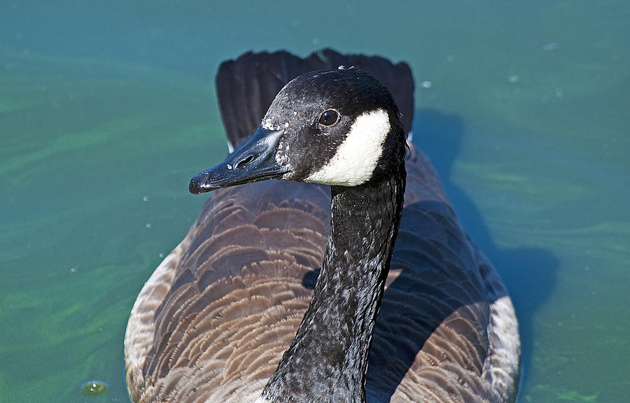 Goose Photograph - The Goose That Isnt Cooked by Kenneth Albin