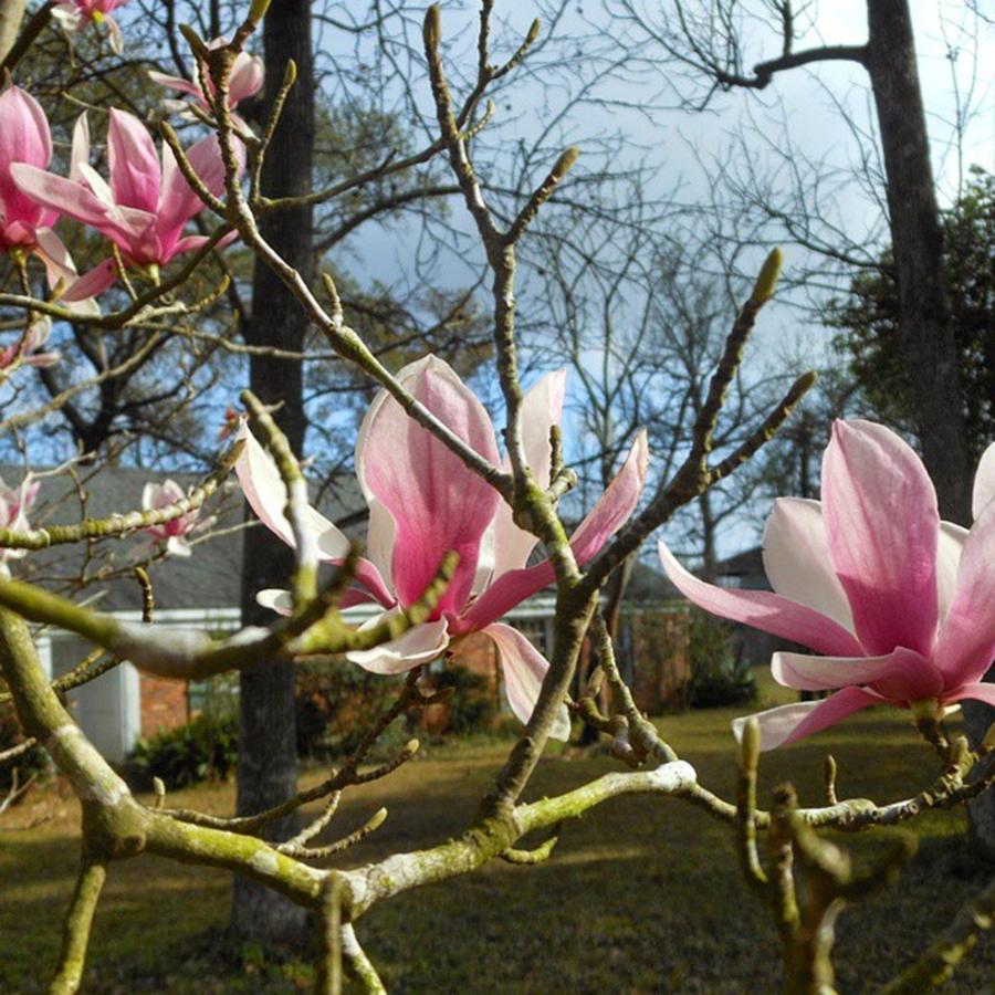 Nature Photograph - The Gorgeous Japanese Magnolia Tree In by Cheray Dillon
