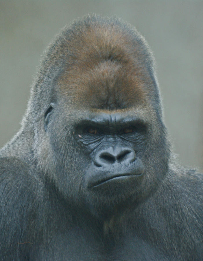 The Gorilla 4 Photograph by Ernest Echols